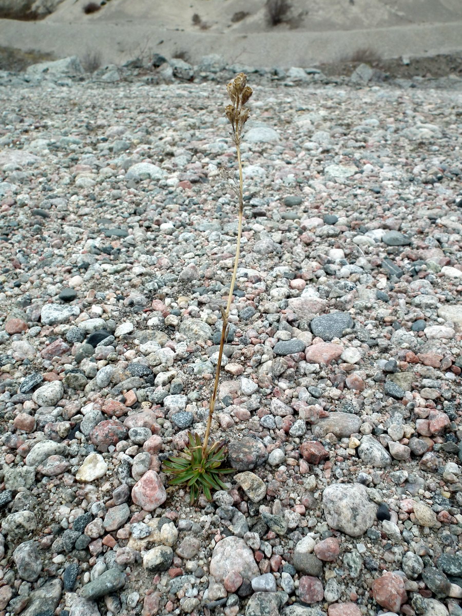 Image of Viscaria alpina specimen.