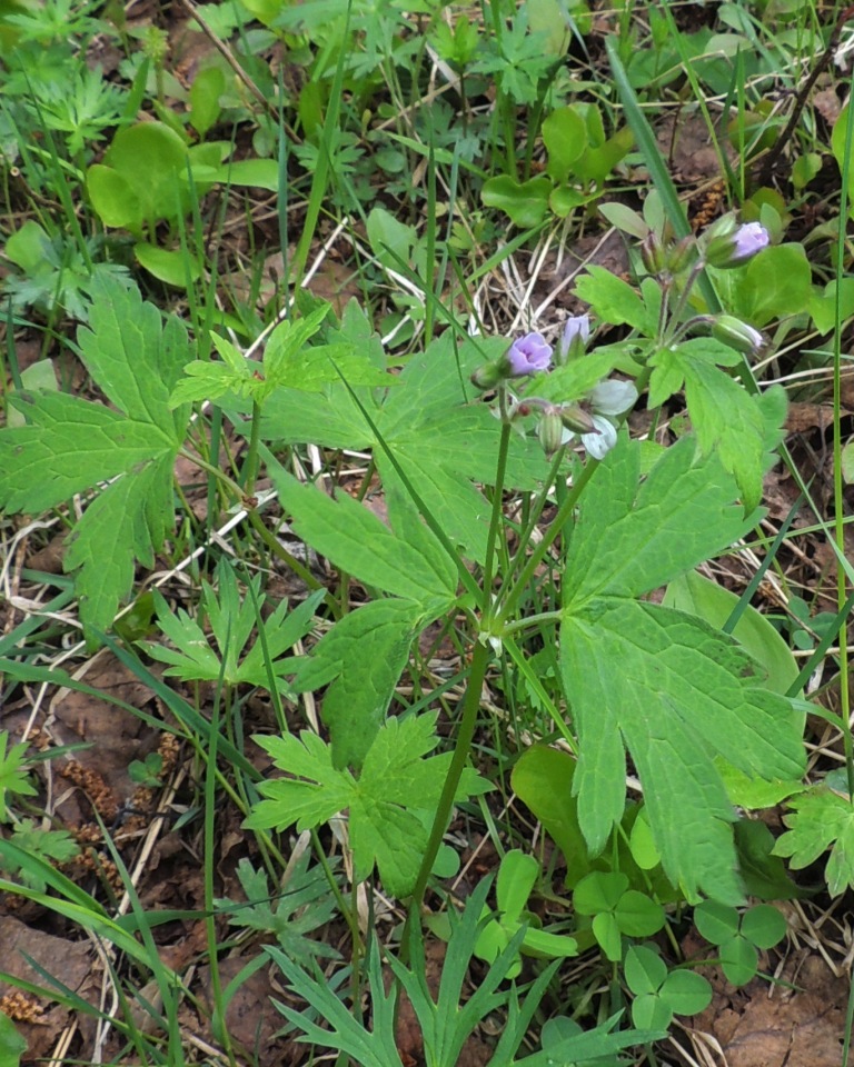 Изображение особи Geranium krylovii.