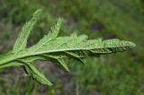 Verbena officinalis. Лист (нижняя сторона). Республика Адыгея, г. Майкоп, восточная окраина города, луг, у грунтовой дороги. 11.06.2016.