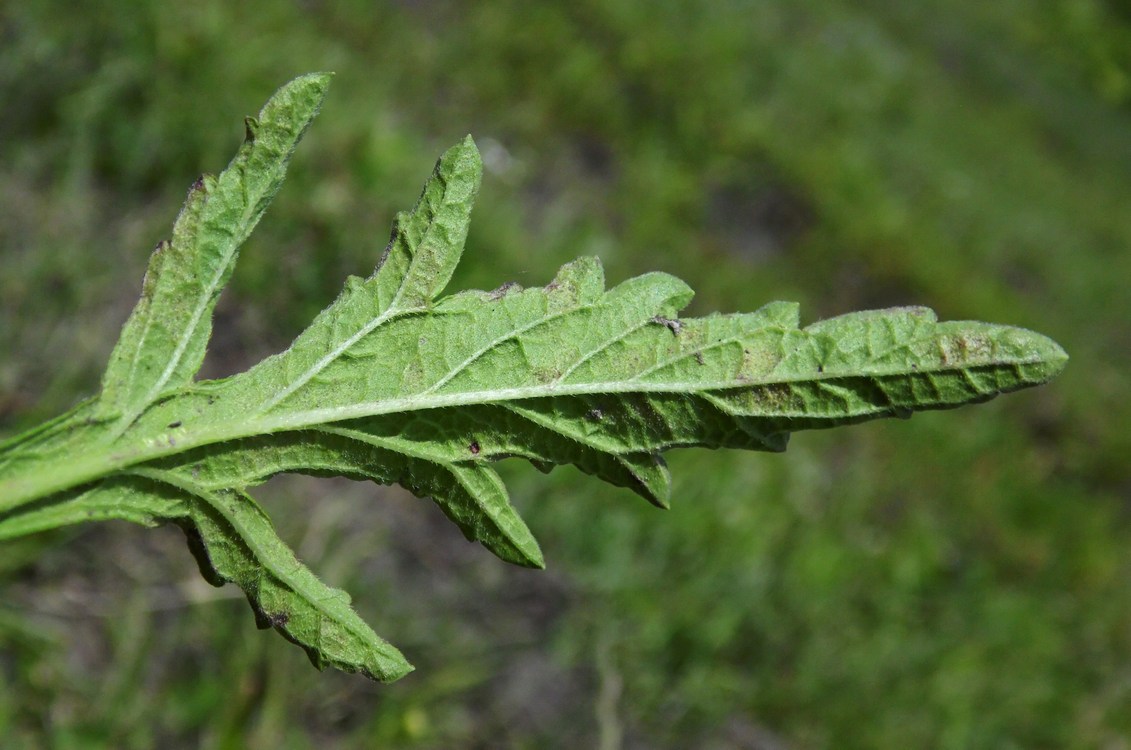 Image of Verbena officinalis specimen.