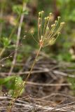 Androsace septentrionalis. Верхушки побегов с соплодиями. Псковская обл., Печорский р-н, окр. дер. Изборск, Труворово городище, южный склон вала, суходольный луг на карболитозёме. 28.05.2016.