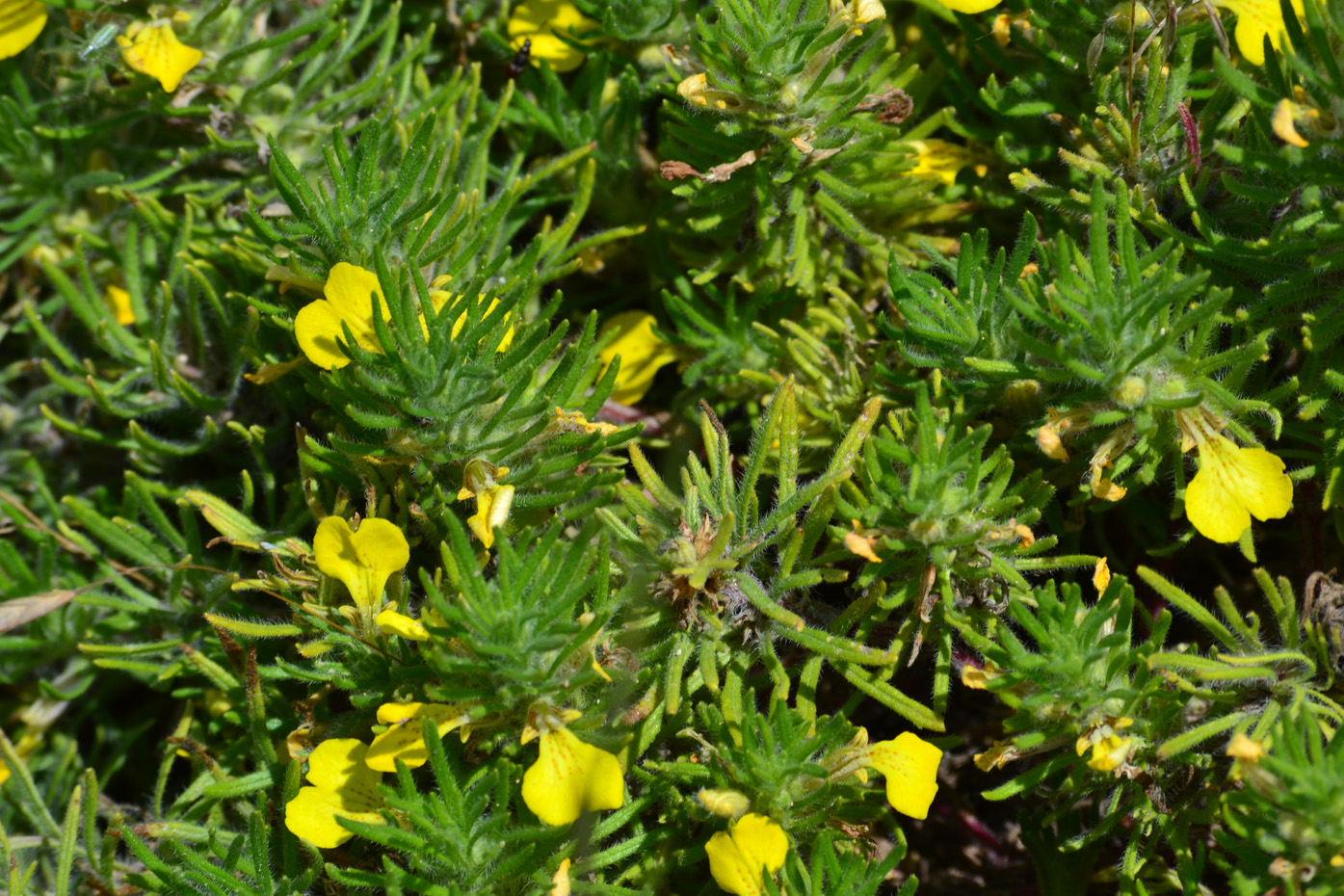 Image of Ajuga chia specimen.