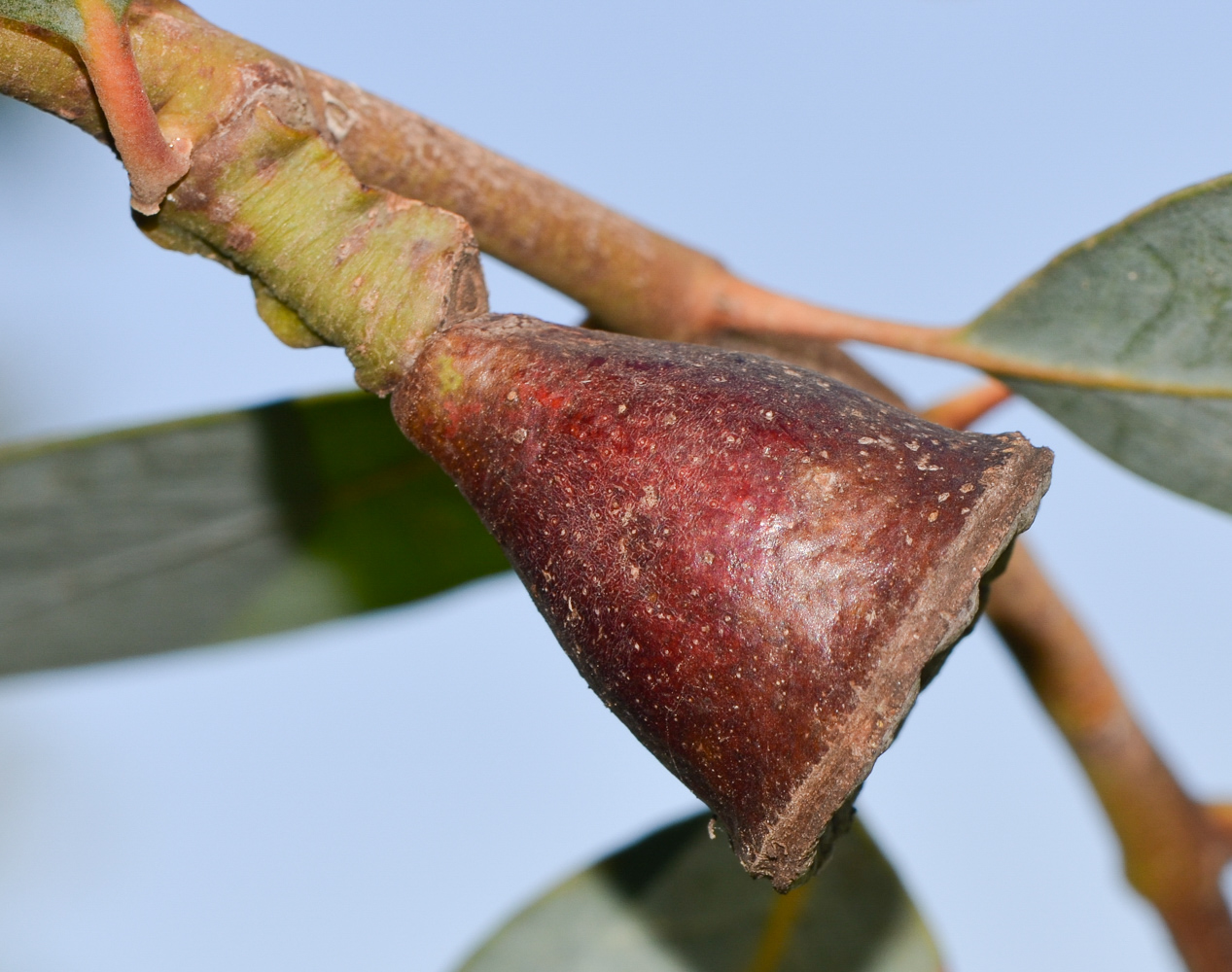 Изображение особи Eucalyptus woodwardii.