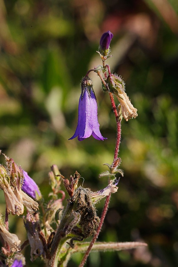 Изображение особи Campanula sibirica.