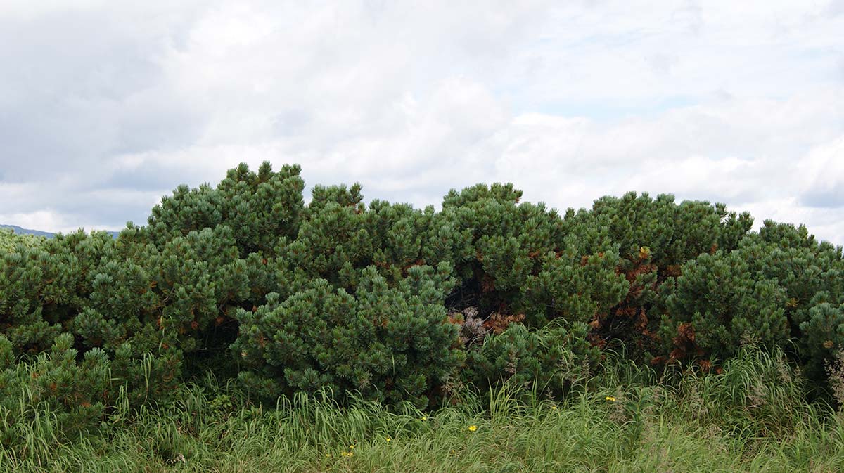 Image of Pinus pumila specimen.