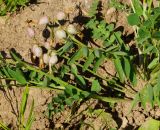 Astragalus megalanthus