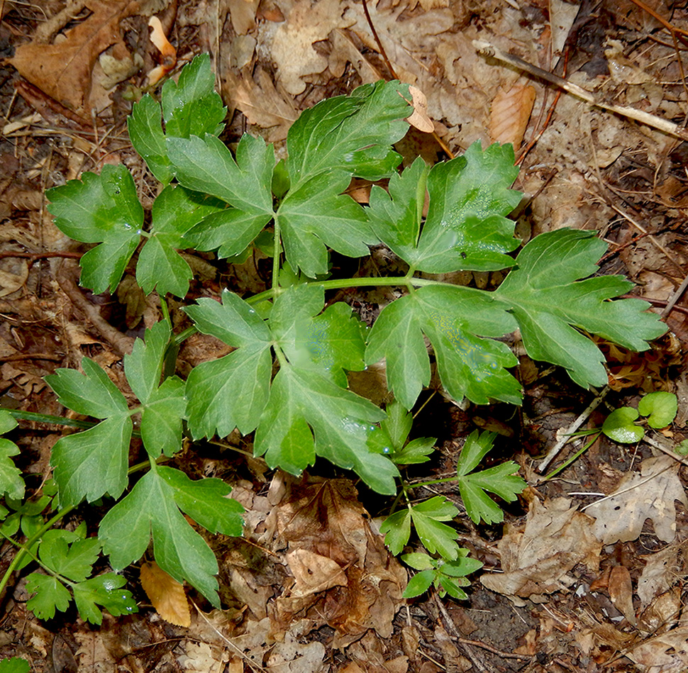 Image of Cervaria caucasica specimen.