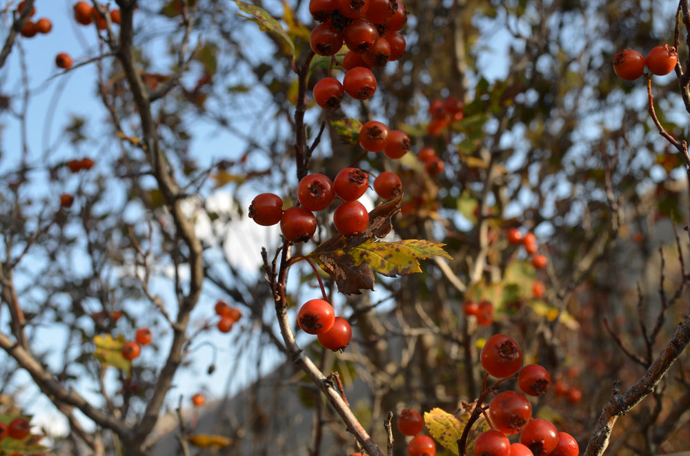 Изображение особи Crataegus tianschanica.