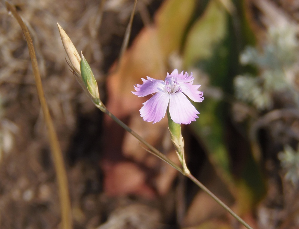 Изображение особи Dianthus campestris.