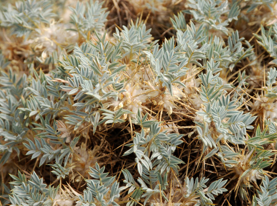 Image of Astragalus arnacantha specimen.