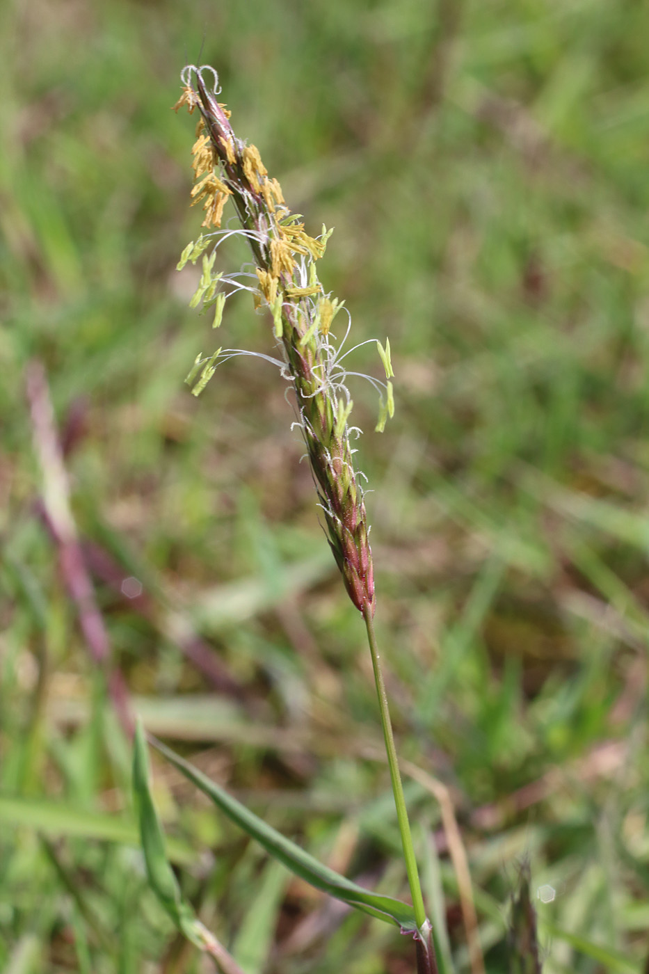 Image of Alopecurus myosuroides specimen.