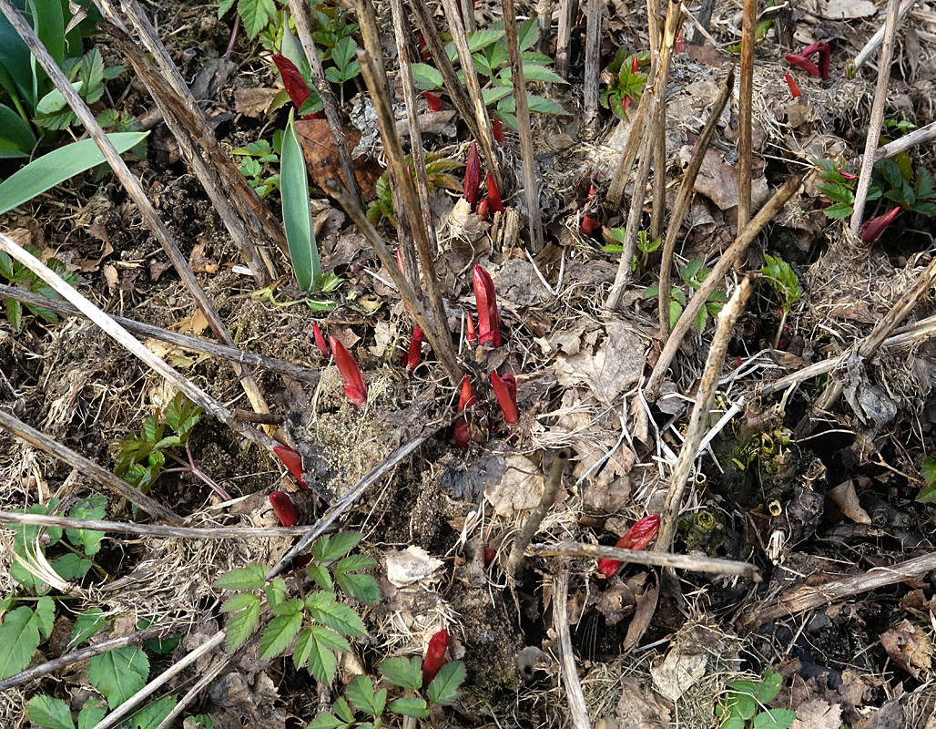 Image of Paeonia lactiflora specimen.