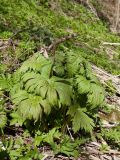 Aconitum septentrionale. Растение с отрастающими после зимовки листьями и остатками прошлогоднего сухого генеративного побега (в центре) в сообществе с Aegopodium podagraria. Ленинградская обл., Кировский р-н, окр. дер. Васильково, каньон реки Лава, опушка широколиственного леса у подножия склона. 14.05.2017.