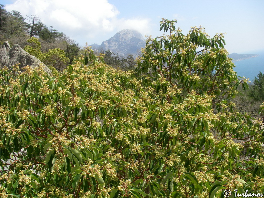 Image of Arbutus andrachne specimen.