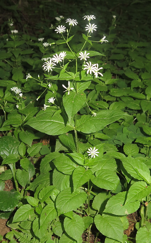 Image of Stellaria nemorum specimen.