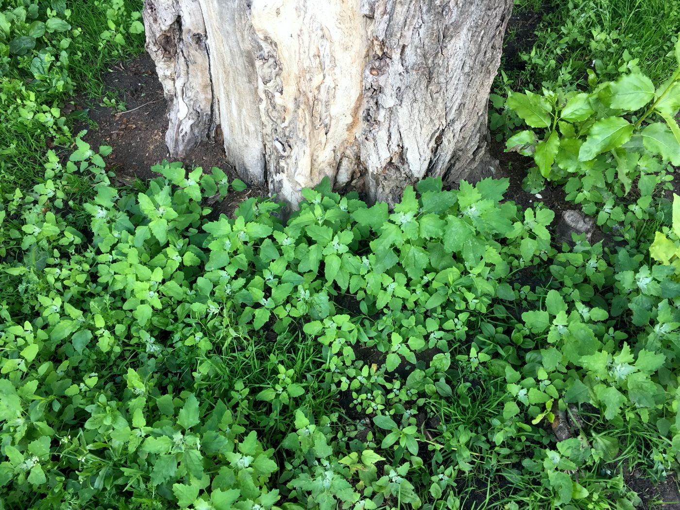 Изображение особи Chenopodium album.