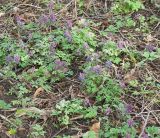 Corydalis solida