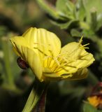 Oenothera drummondii. Цветок с притаившимся жуком. Израиль, г. Бат-Ям, рудеральное местообитание. 20.08.2017.