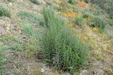 Salsola dendroides