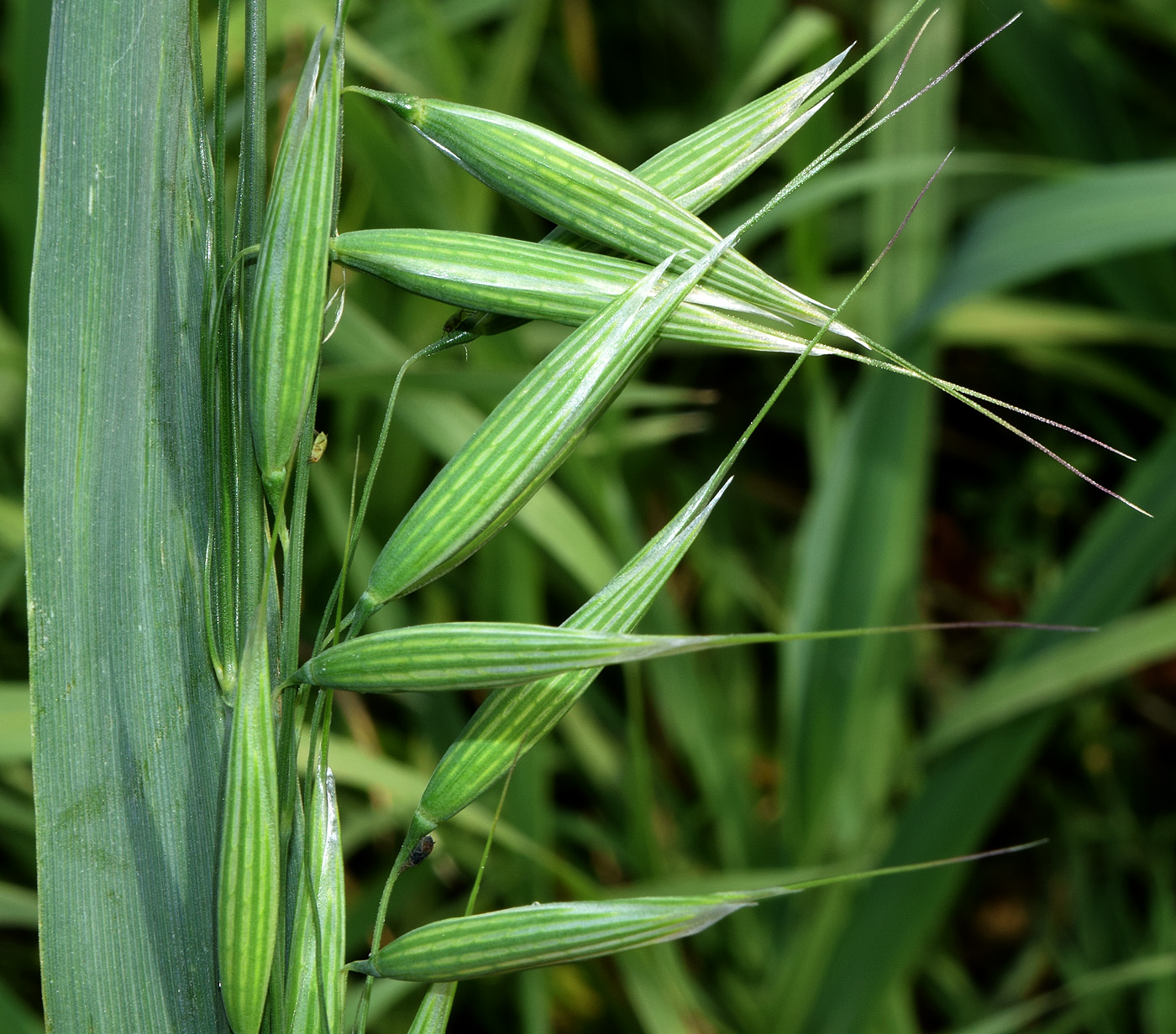 Image of Avena sativa specimen.