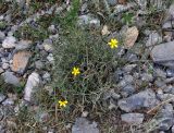 Scorzonera acanthoclada. Цветущее растение. Таджикистан, Фанские горы, окр. Мутного озера, ≈ 3500 м н.у.м., каменистый сухой склон. 02.08.2017.
