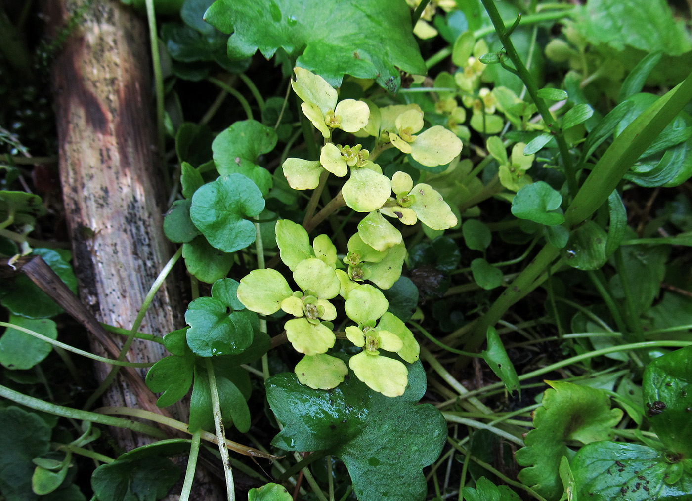 Image of Chrysosplenium kamtschaticum specimen.