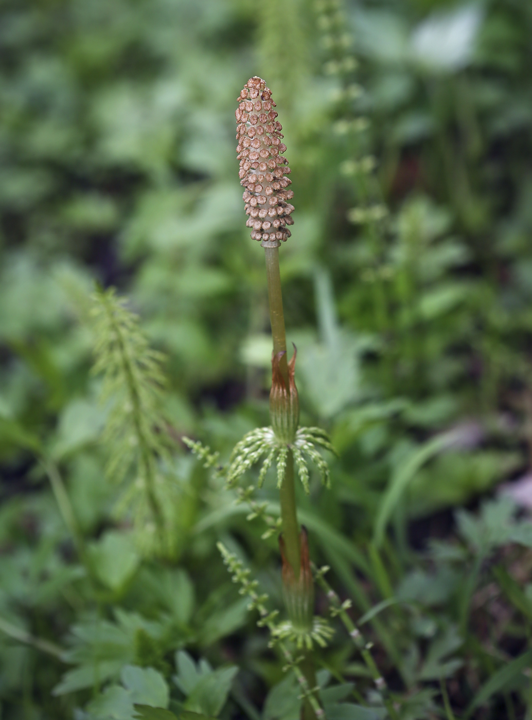 Image of Equisetum sylvaticum specimen.