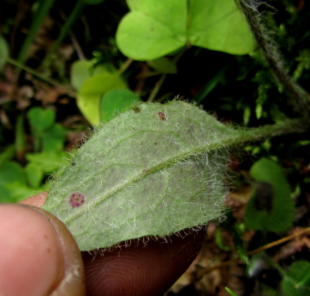 Image of Hieracium silenii specimen.