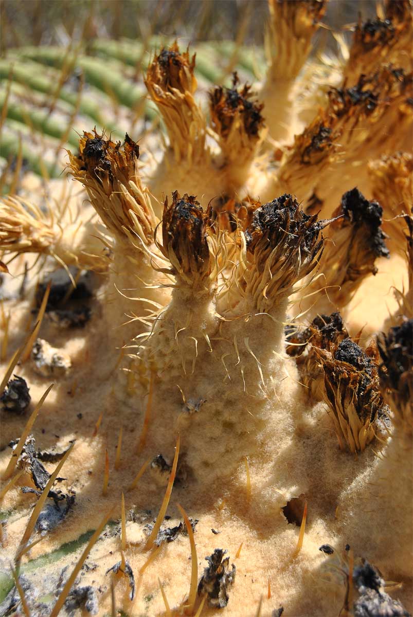 Image of Echinocactus platyacanthus specimen.