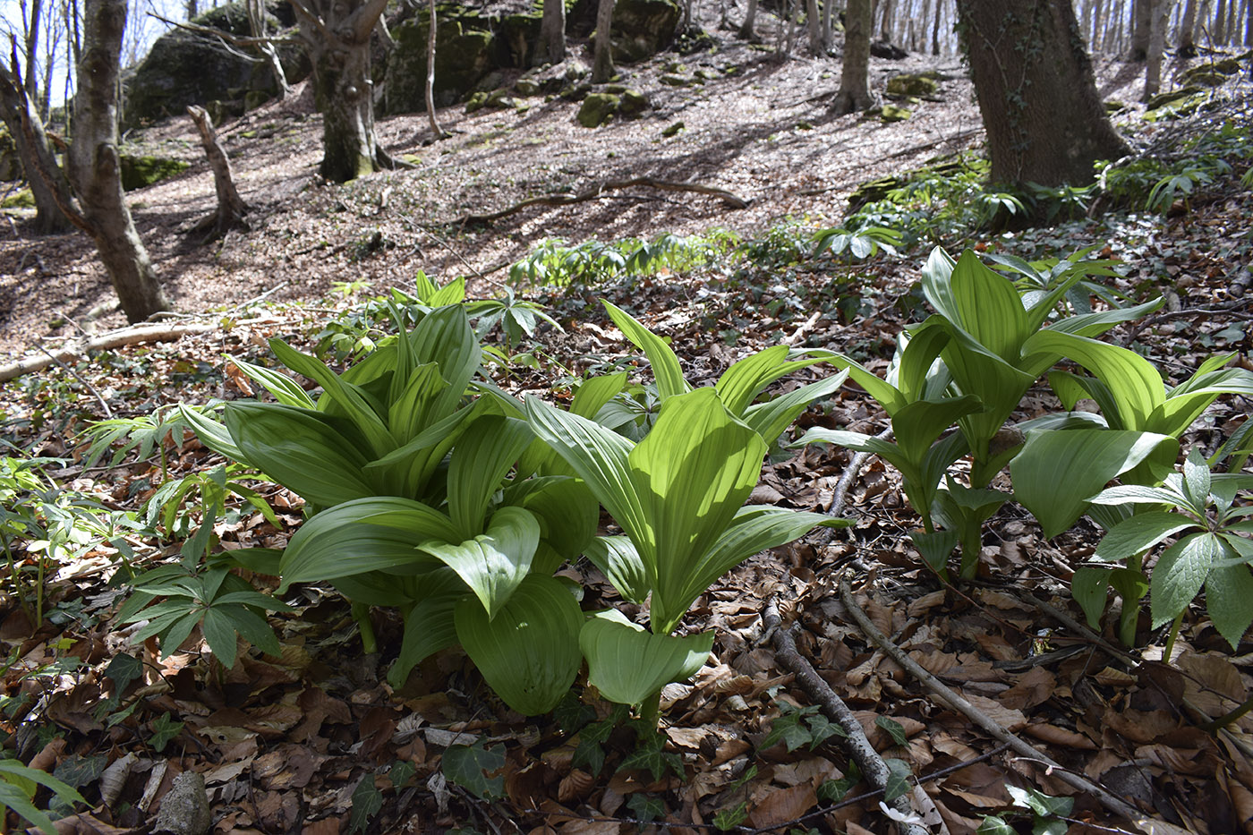 Image of Veratrum album specimen.