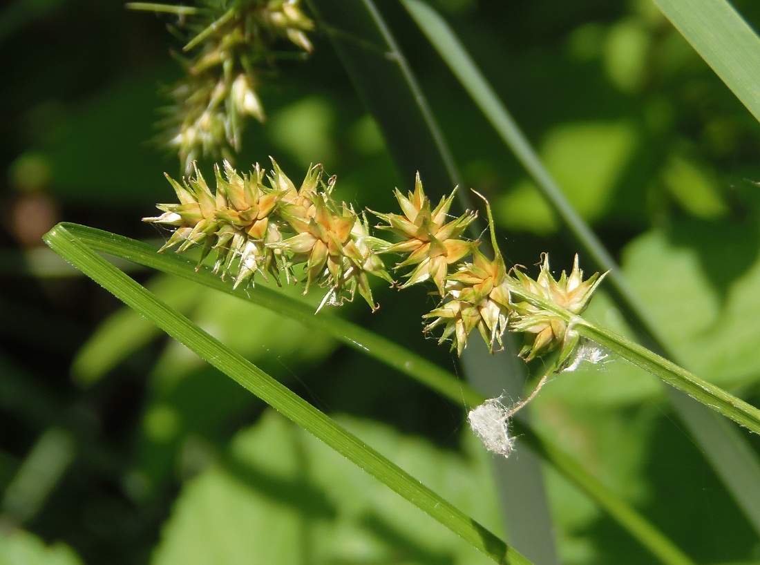 Изображение особи Carex spicata.