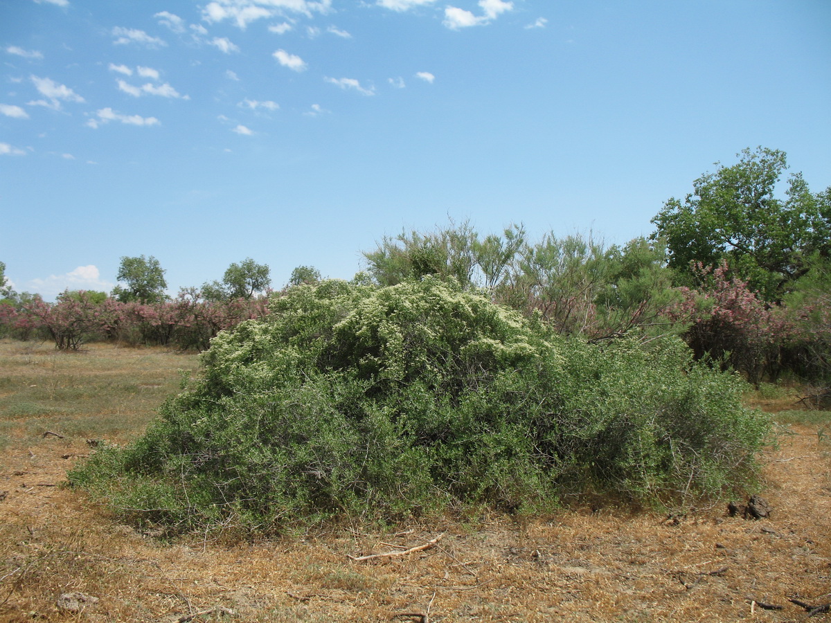 Image of Nitraria schoberi specimen.