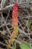 Rumex bucephalophorus. Плодоносящий побег. Греция, Эгейское море, север о-ва Парос, национальный парк Св. Яниса Детис Колимбифрес; высокий берег моря, обочина туристической тропы. 11.04.2018.