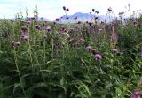 Cirsium helenioides