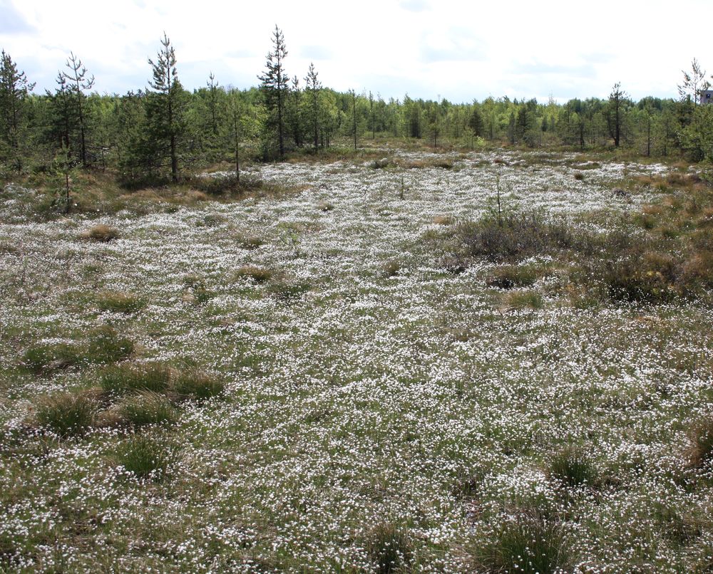 Изображение особи Trichophorum alpinum.