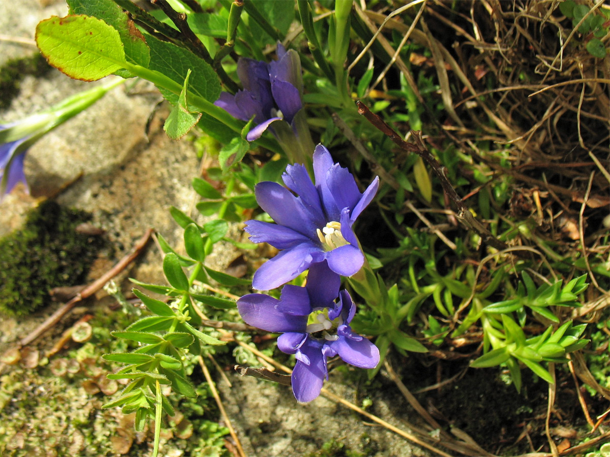 Image of Gentiana laciniata specimen.