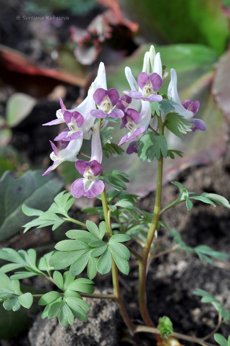 Image of Corydalis &times; allenii specimen.