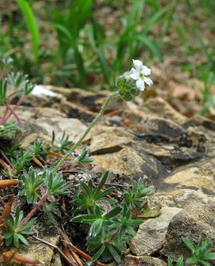 Image of Androsace taurica specimen.