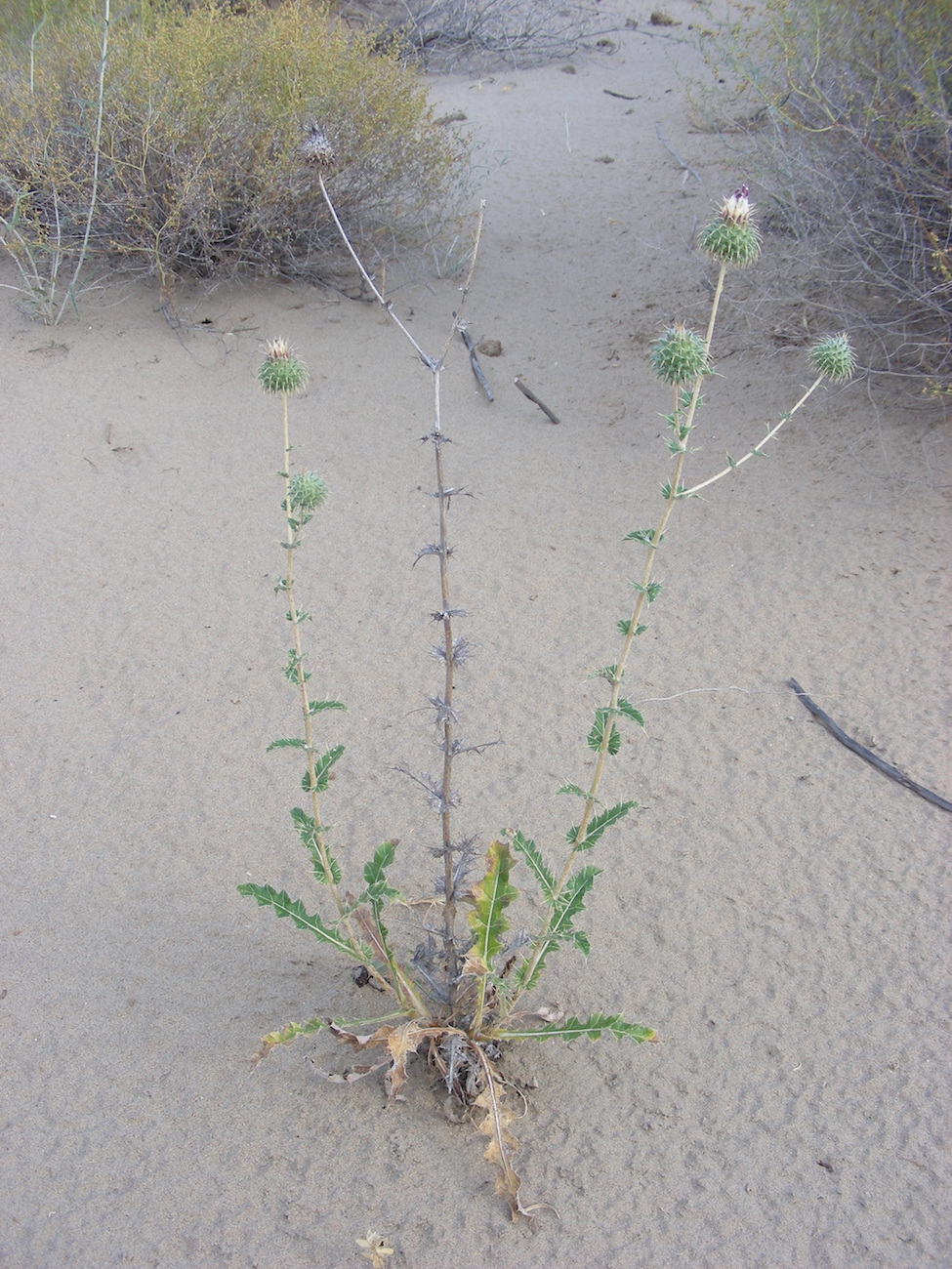 Image of Cousinia affinis specimen.