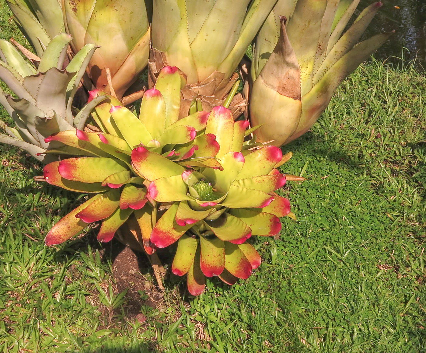 Image of genus Neoregelia specimen.