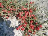 Ephedra distachya