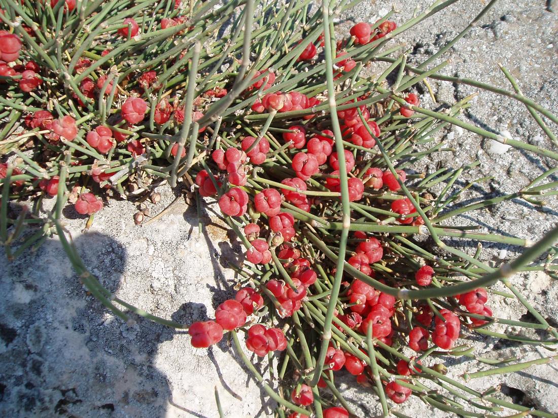 Image of Ephedra distachya specimen.