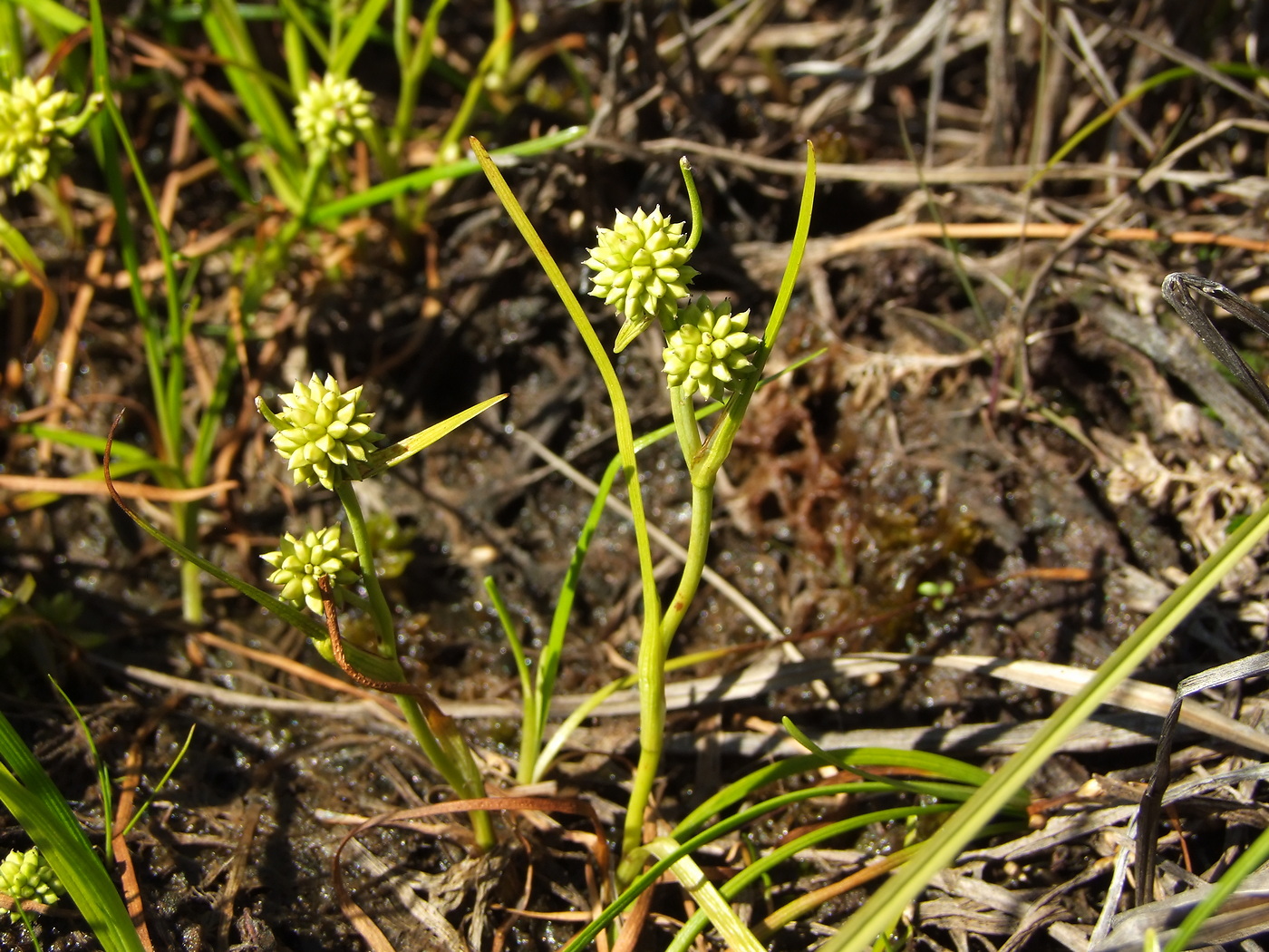 Image of Sparganium hyperboreum specimen.