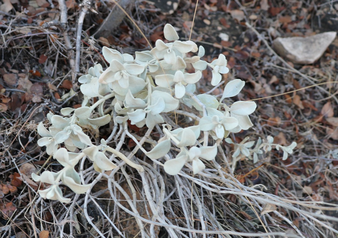 Image of Stachys stschegleewii specimen.