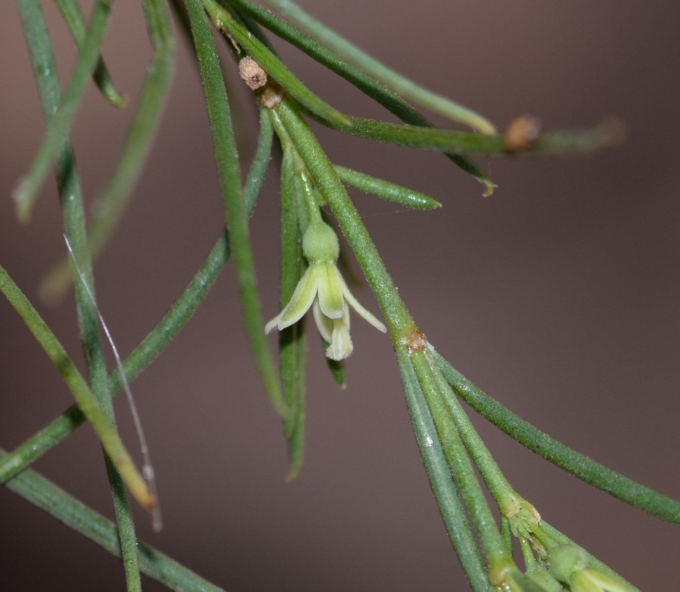 Image of Plocama pendula specimen.