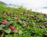 Arctous japonica. Плодоносящие растения в сообществе с Empetrum и Vaccinium. Большая Курильская гряда, о. Онекотан, западный склон вулкана Тао-Русыр, тундра. 13.08.2019.