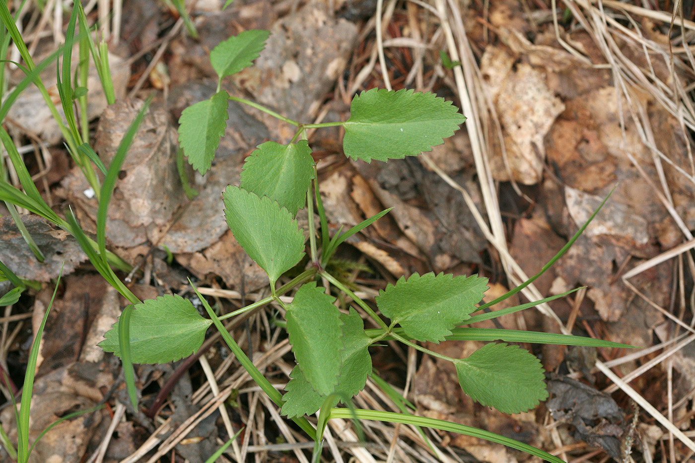 Изображение особи Ostericum palustre.