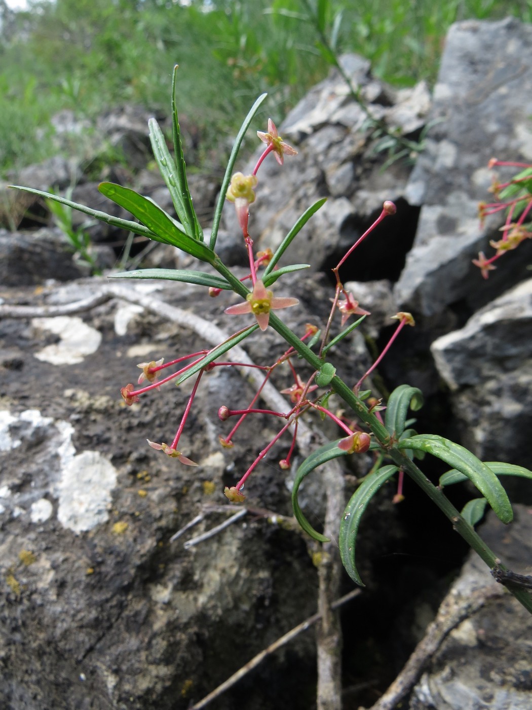 Изображение особи Euonymus koopmannii.