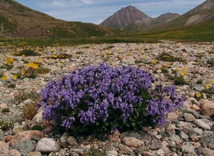 Image of Dracocephalum laniflorum specimen.