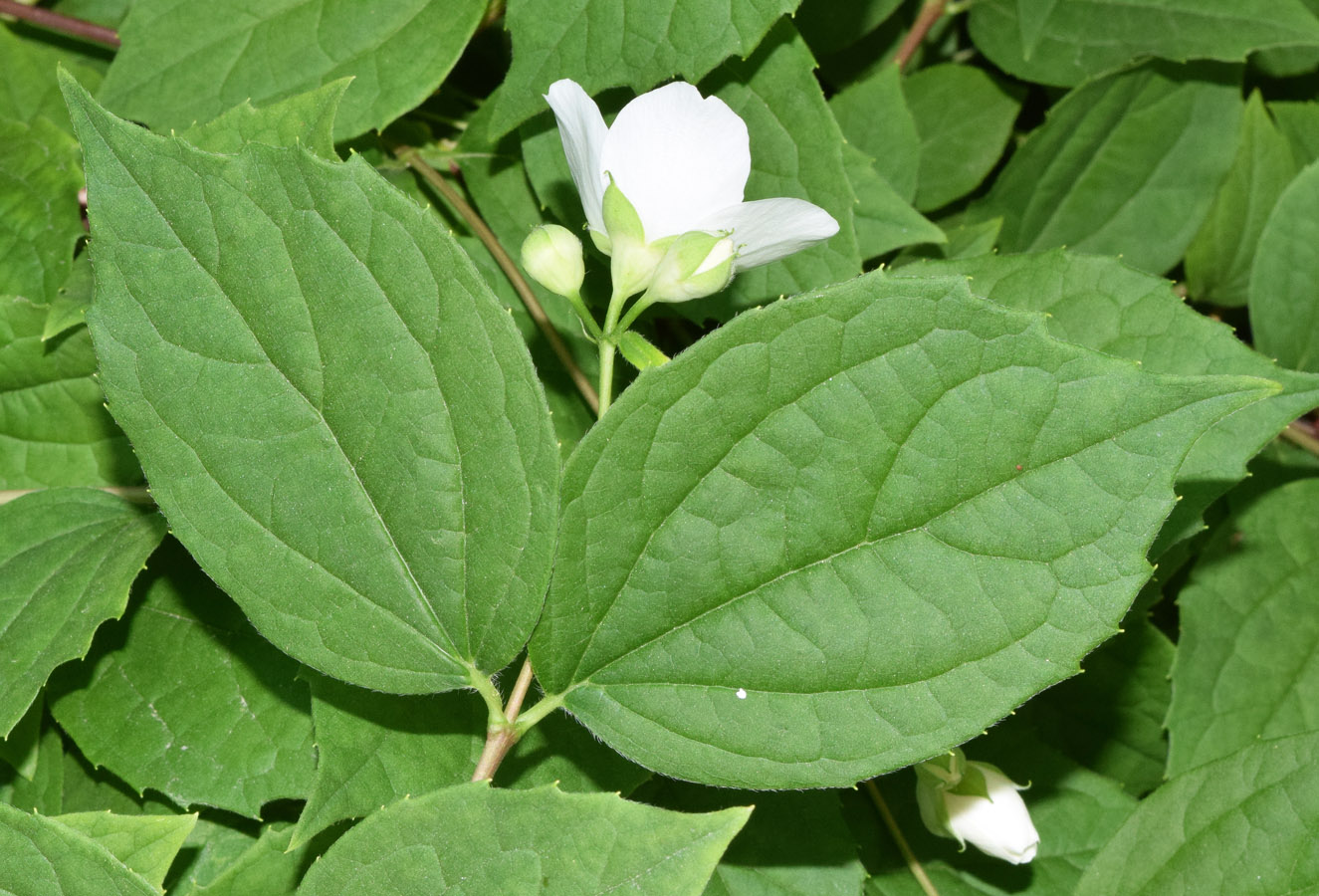 Image of Philadelphus coronarius specimen.